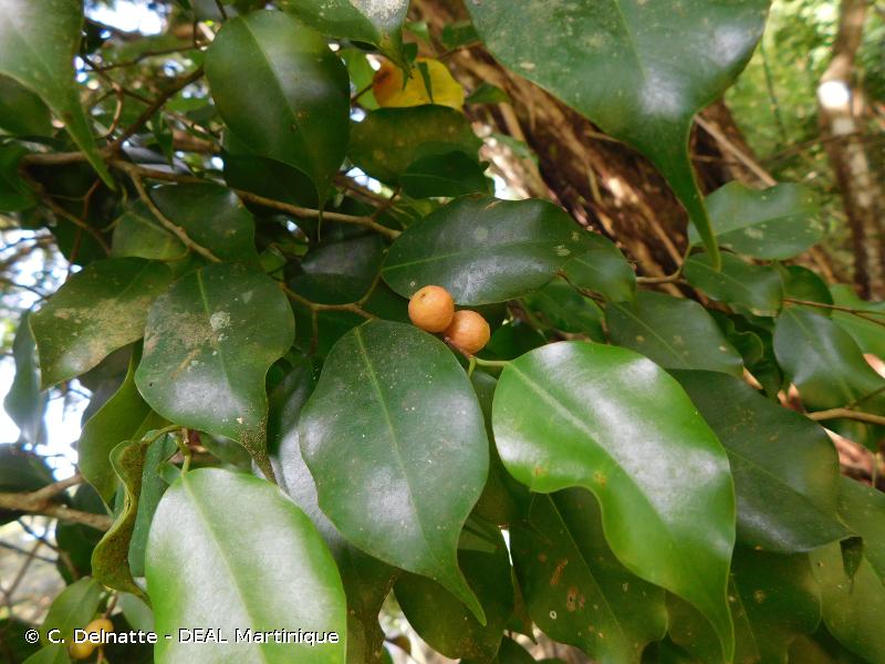 <i>Ficus benjamina</i> L., 1767 © C. Delnatte - DEAL Martinique