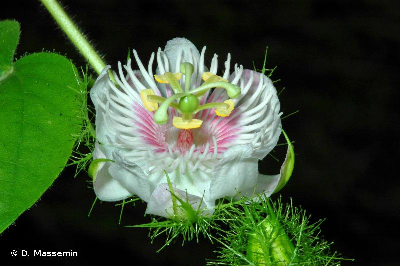 <i>Passiflora foetida</i> L., 1753 © D. Massemin