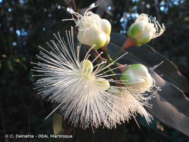 <i>Syzygium jambos</i> (L.) Alston, 1931 © C. Delnatte - DEAL Martinique