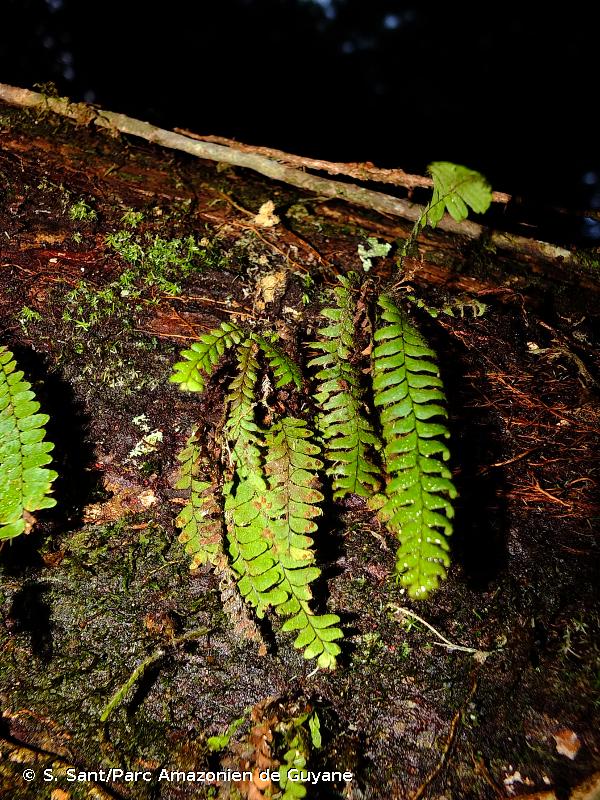 <i>Alansmia elastica</i> (Bory ex Willd.) Moguel & M.Kessler, 2011 © S. Sant/Parc Amazonien de Guyane