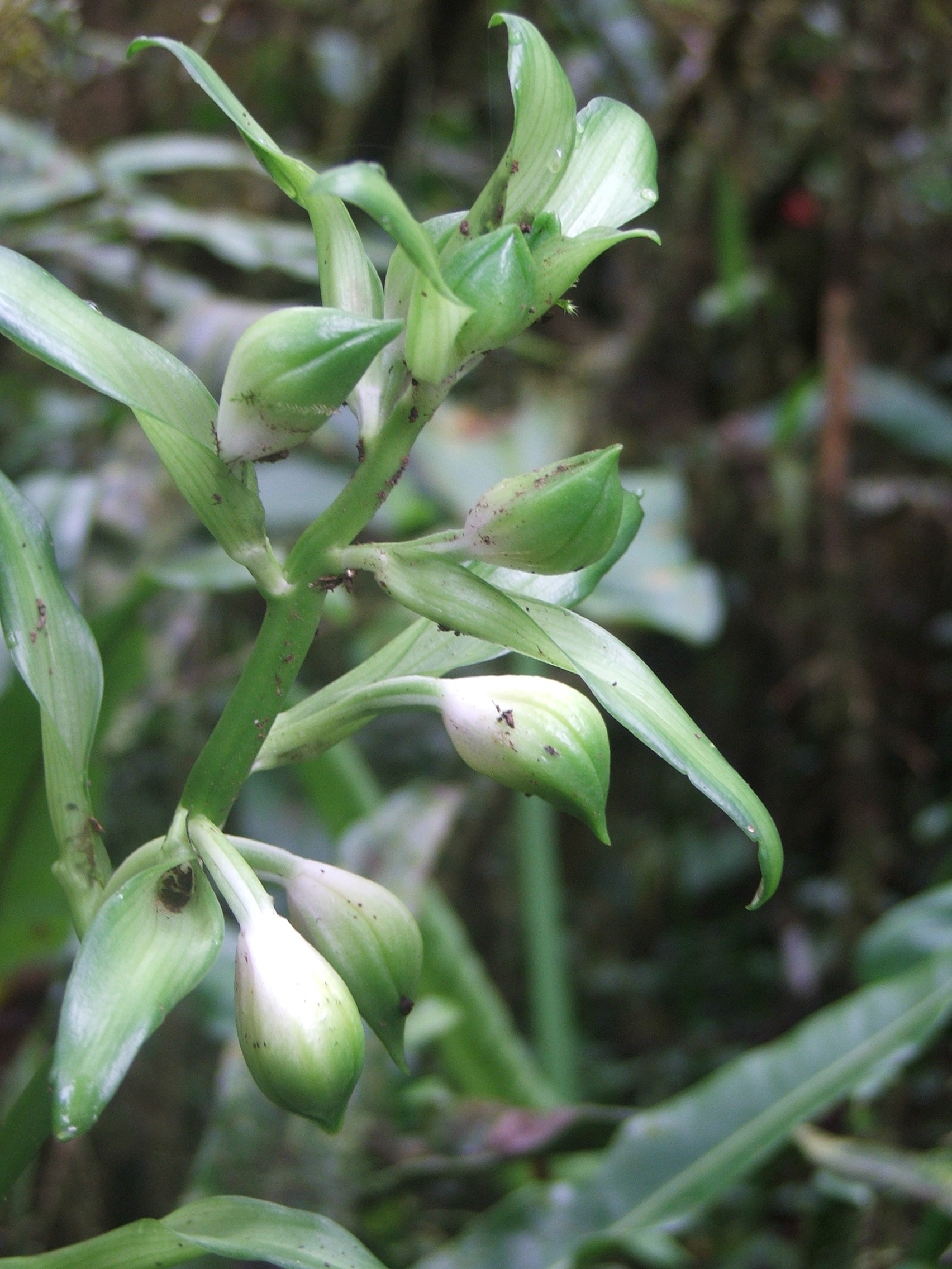 <i>Gastrorchis lutea subsp. longibracteata</i> (S.Moore) P.Bernet, 2011 © CBNM - Jean Hivert