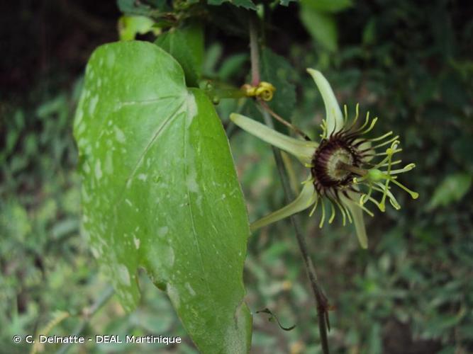 <i>Passiflora suberosa</i> L., 1753 © C. Delnatte - DEAL Martinique