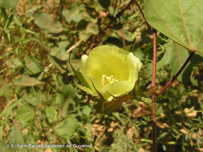 <i>Gossypium herbaceum</i> L., 1753 © S. Sant/Parc Amazonien de Guyane
