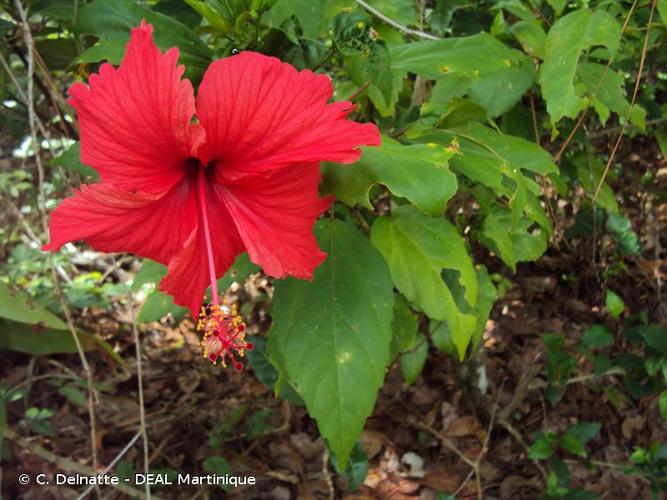 <i>Hibiscus rosa-sinensis</i> L., 1753 © C. Delnatte - DEAL Martinique