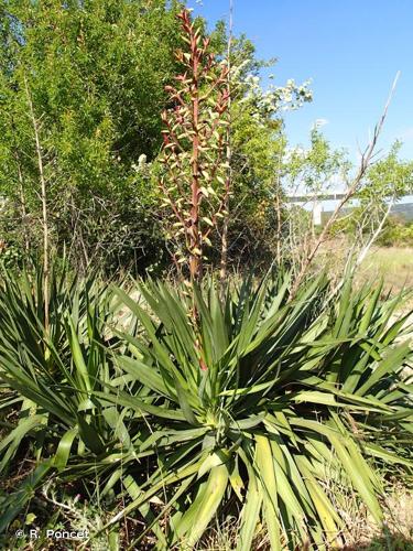 <i>Yucca gloriosa</i> L., 1753 © R. Poncet