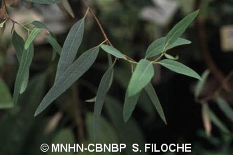 <i>Eucalyptus camaldulensis</i> Dehnh., 1832 © MNHN-CBNBP S. Filoche