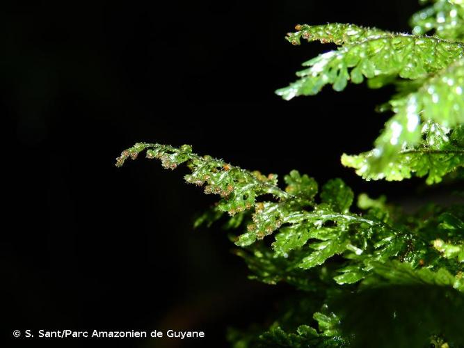 <i>Hymenophyllum hirsutum</i> (L.) Sw., 1801 © S. Sant/Parc Amazonien de Guyane
