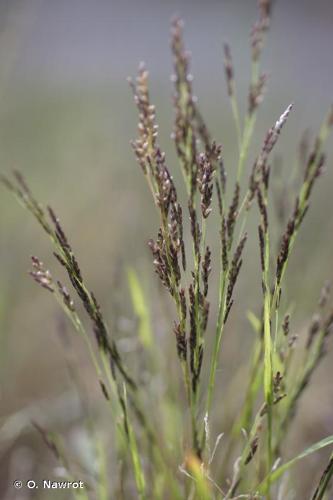 <i>Eragrostis pilosa </i>(L.) P.Beauv., 1812 subsp.<i> pilosa</i> © O. Nawrot