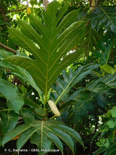<i>Artocarpus altilis</i> (Parkinson) Fosberg, 1941 © C. Delnatte - DEAL Martinique