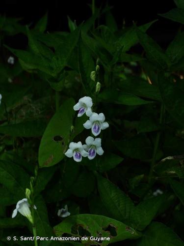 <i>Asystasia gangetica </i>subsp.<i> micrantha</i> (Nees) Ensermu, 1994 © S. Sant/ Parc Amazonien de Guyane